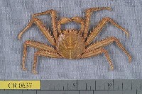 藏品(裸掌盾牌蟹)的圖片